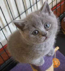 MUMS AND KITTENS MAY 08 001.jpg (13029 bytes)