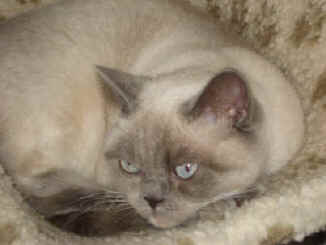 Morse_Sussie__Emily_and_Angel_005.jpg (10205 bytes)