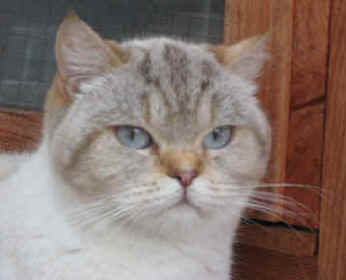 Morse_Sussie__Emily_and_Angel_008.jpg (9145 bytes)