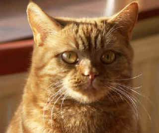 PICT0029-F.jpg (20155 bytes)