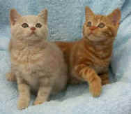 PICT0347-F.jpg (21108 bytes)