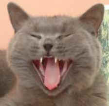 Pepe 001.jpg (10688 bytes)