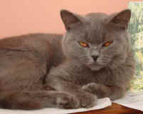 Pepe 002.jpg (9237 bytes)