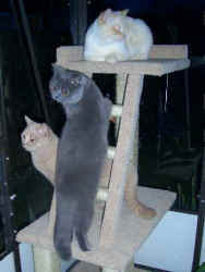 Pepe 003.jpg (14779 bytes)