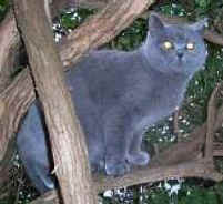 Pepe 004.jpg (7468 bytes)