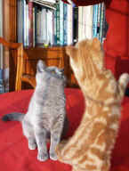 Picture 251-F.jpg (32703 bytes)