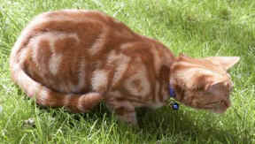 Picture 281-F.jpg (21286 bytes)