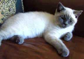 Rolo 13 weeks old.jpg (10727 bytes)