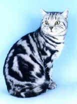 Sargenta Karisma  18.12.99.jpg (11082 bytes)