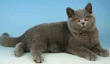 TSAR710273995 copy.jpg (21289 bytes)