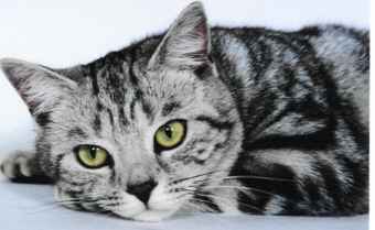 Vivian 21.3.jpg (9597 bytes)