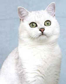 Torridonian British Shorthairs