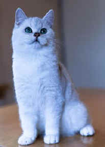 Torridonian British Shorthairs