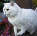 cat_196.jpg (5834 bytes)