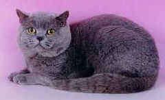 ch_kittylily_lordfontleroy.jpg (6351 bytes)