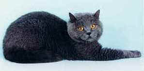 ch_refinnes_althalus_aurelius.jpg (4701 bytes)