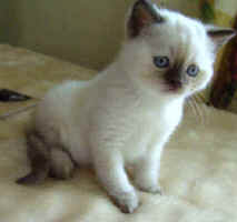 chocolate tortie colourpoint.jpg (10074 bytes)