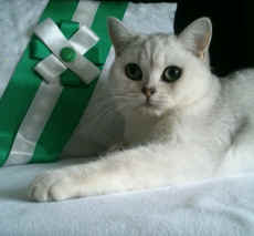 dsc_1429.jpg (937887 bytes)