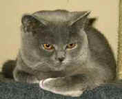 Elliott.jpg (4357 bytes)