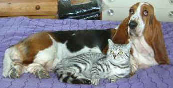 gaddiecobweb4.jpg (15011 bytes)