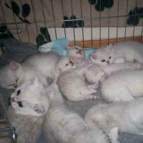 Torridonian Kitten Gallery