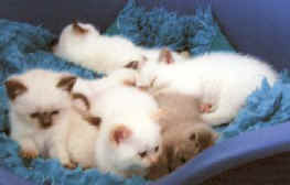 gardnerfeb0710.jpg (10459 bytes)