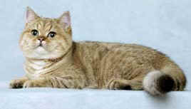 Torridonian British Shorthairs