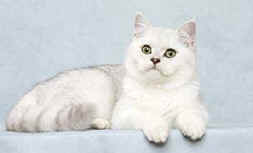 Torridonian British Shorthairs
