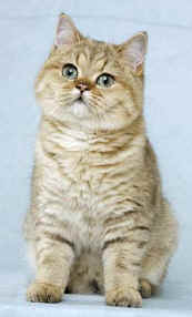 Torridonian British Shorthairs