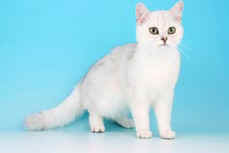 Torridonian British Shorthairs