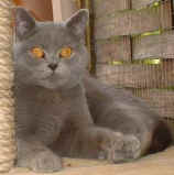 hillyardamy_1.jpg (10874 bytes)