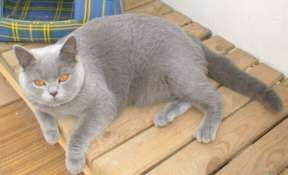 hillyardbinx2.jpg (6841 bytes)