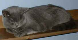 hillyardpolly3 7months old.jpg (5876 bytes)