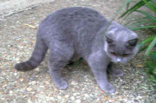 hoare01.jpg (11434 bytes)