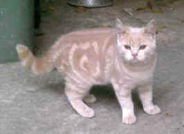 hoare02.jpg (6296 bytes)