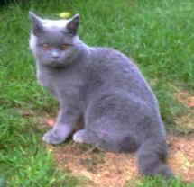 hoare03.jpg (10418 bytes)