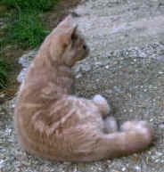 hoare04.jpg (7884 bytes)