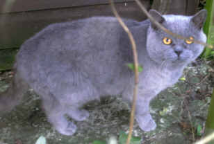 hoare05.jpg (8094 bytes)