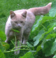 hoare06.jpg (9161 bytes)