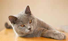 Torridonian British Shorthairs