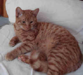 image001.jpg (123381 bytes)