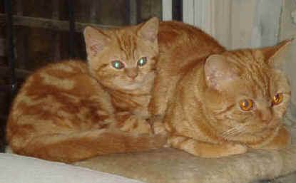 image003.jpg (163877 bytes)