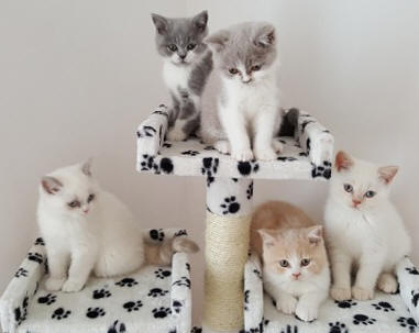 British Shorthair Cats | Longhair Cats | Chocolate | Lilac series |  Variant