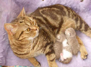 kittens 053.jpg (19240 bytes)