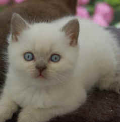 kittens 18-07-2008 036.jpg (9739 bytes)