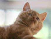 kitty7-F.jpg (11515 bytes)