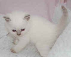 lilac boy 12-07-2008 002.jpg (6091 bytes)