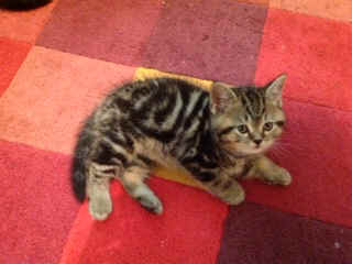 lucas01.jpg (41325 bytes)