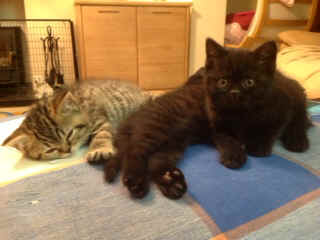 lucas02.jpg (37641 bytes)