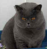 macleod.jpg (4237 bytes)